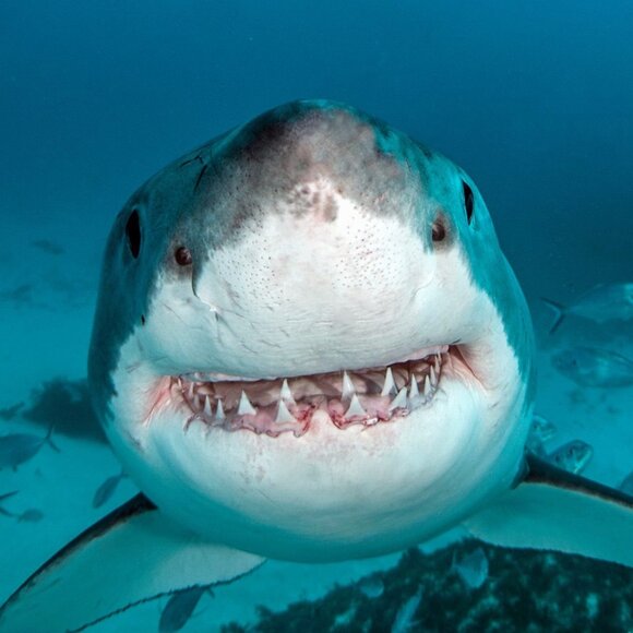 hello all! - Picture 1 of 1